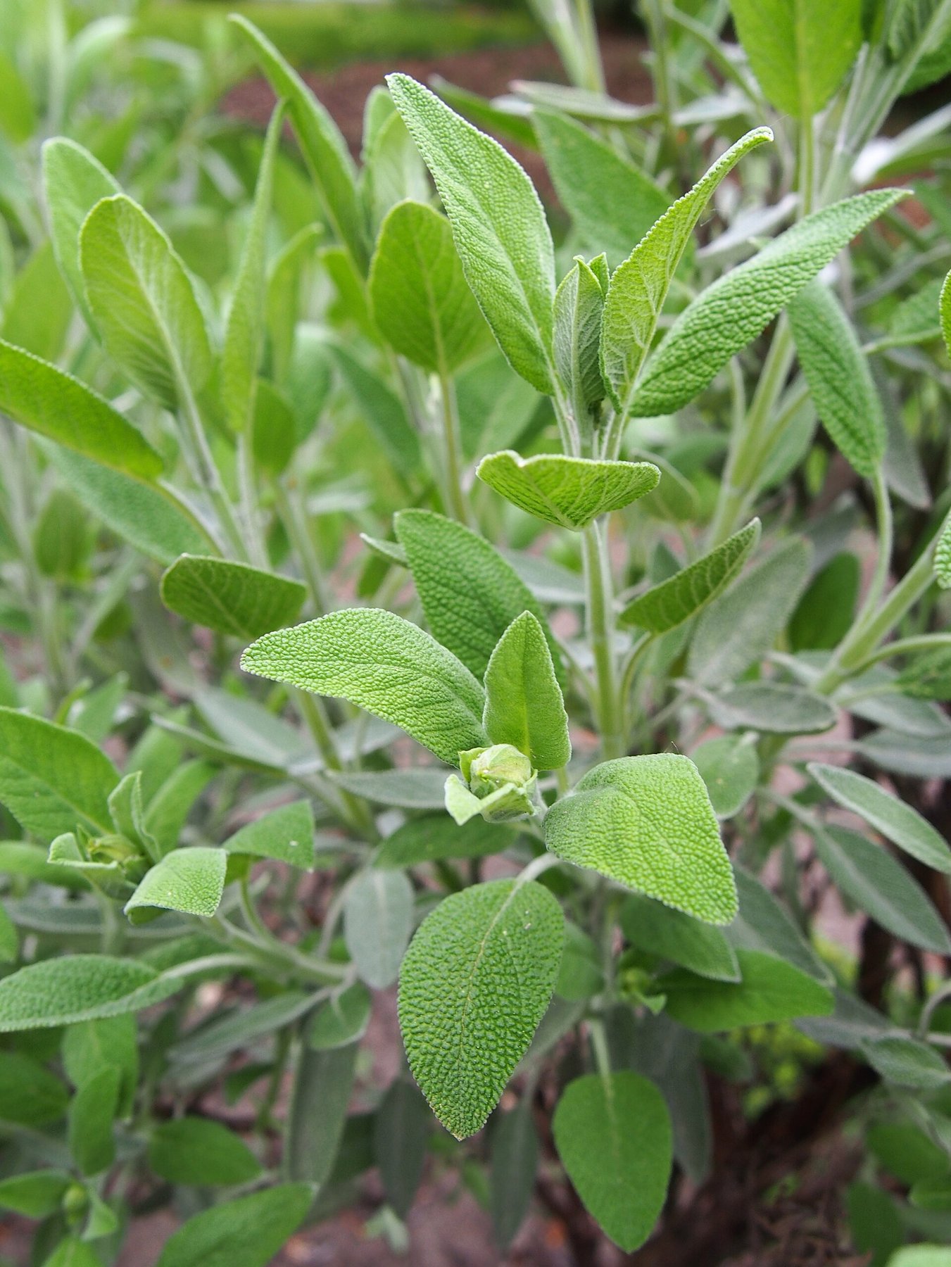 A sage plant in a garden bed, its soft grey-green oval leaves with pebbled surfaces growing in pairs along low stems