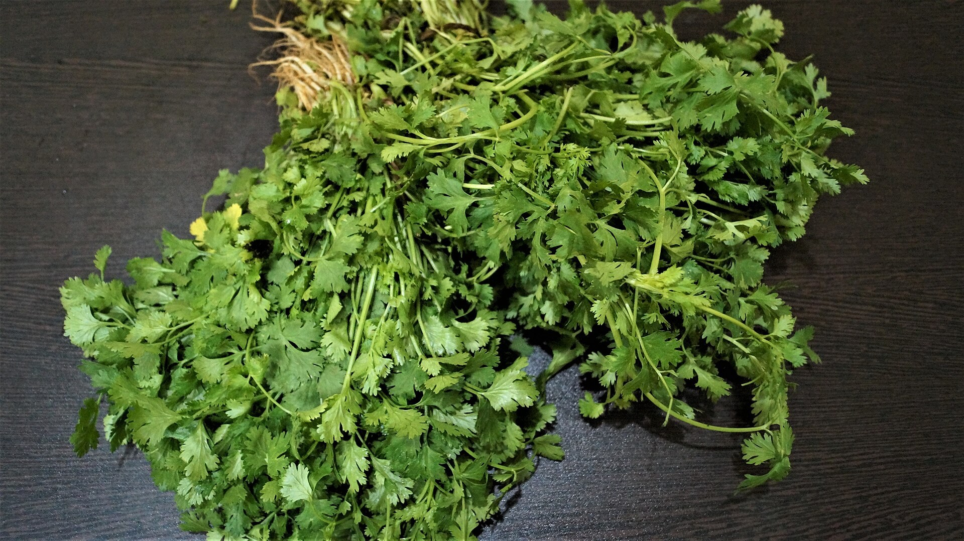 Two tied bunches of fresh coriander on a dark table, rounded scalloped leaves on thin pale stems