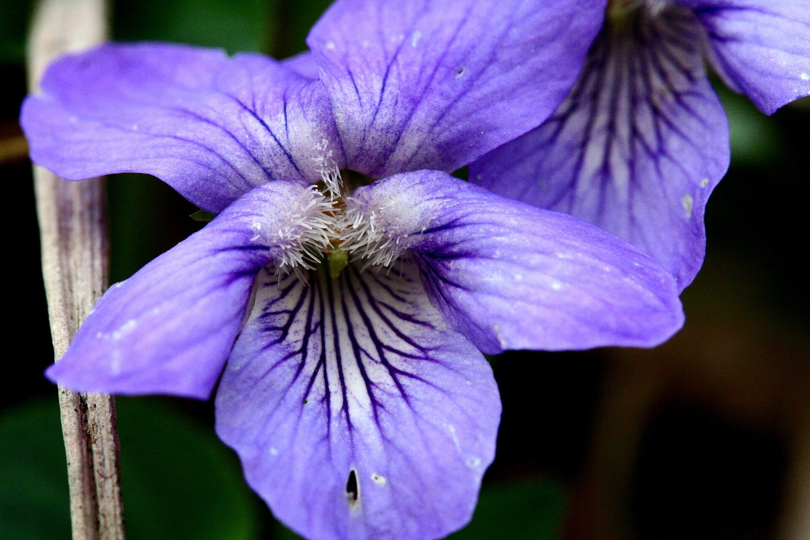 A sweet violet flower in close view, five deep purple petals with fine dark veins running to a pale throat