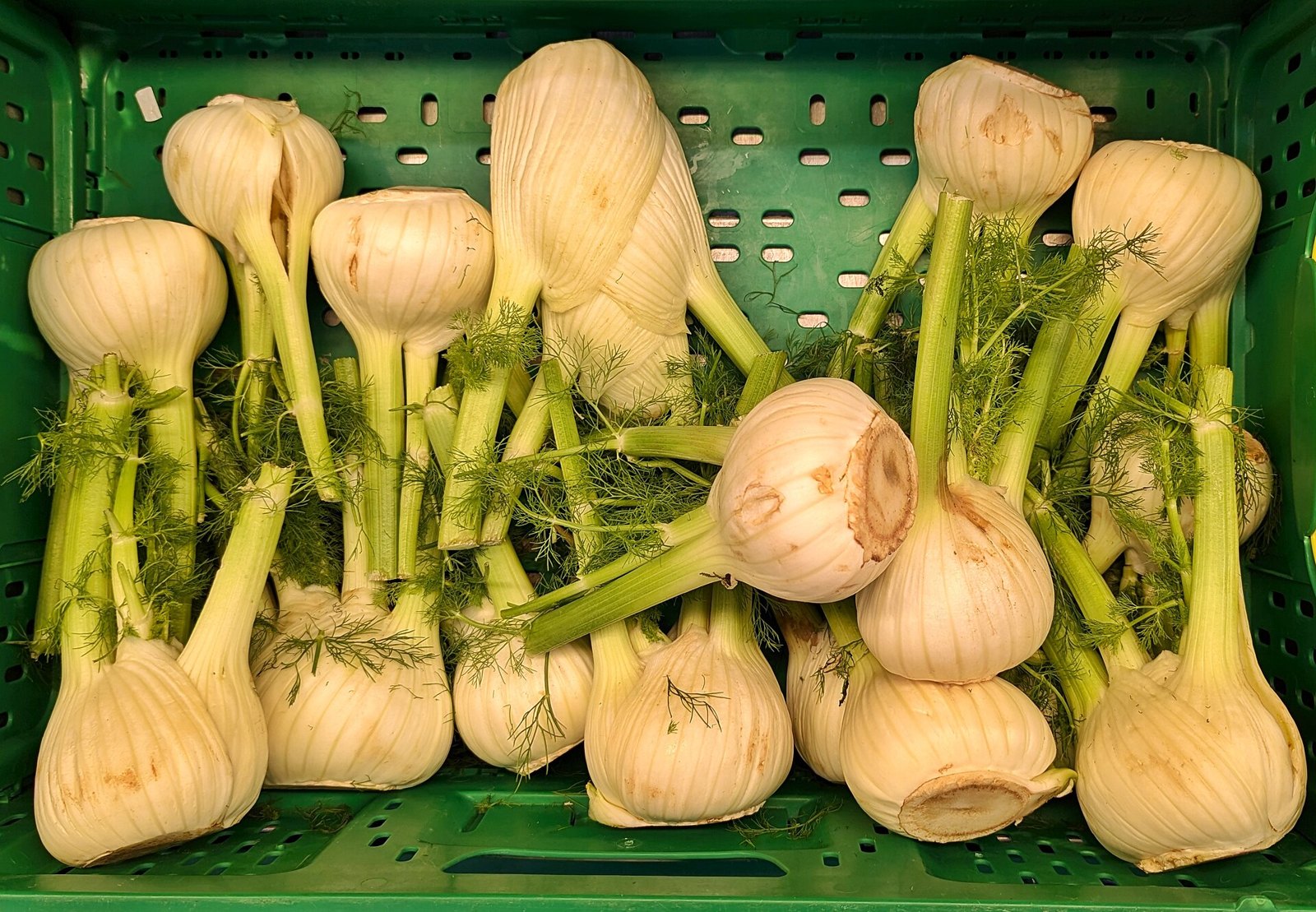 A crate of whole fennel bulbs at a market, pale white layered bulbs with green stalks and feathery fronds still attached