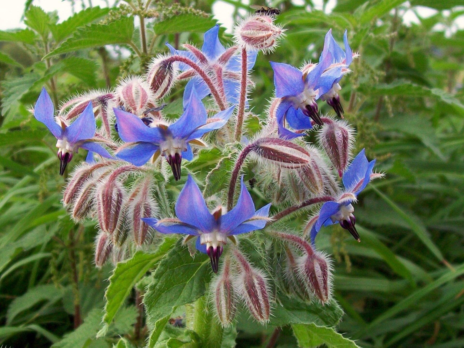 A cluster of star-shaped blue borage flowers with black centres on hairy pink-tinged stems, green leaves behind