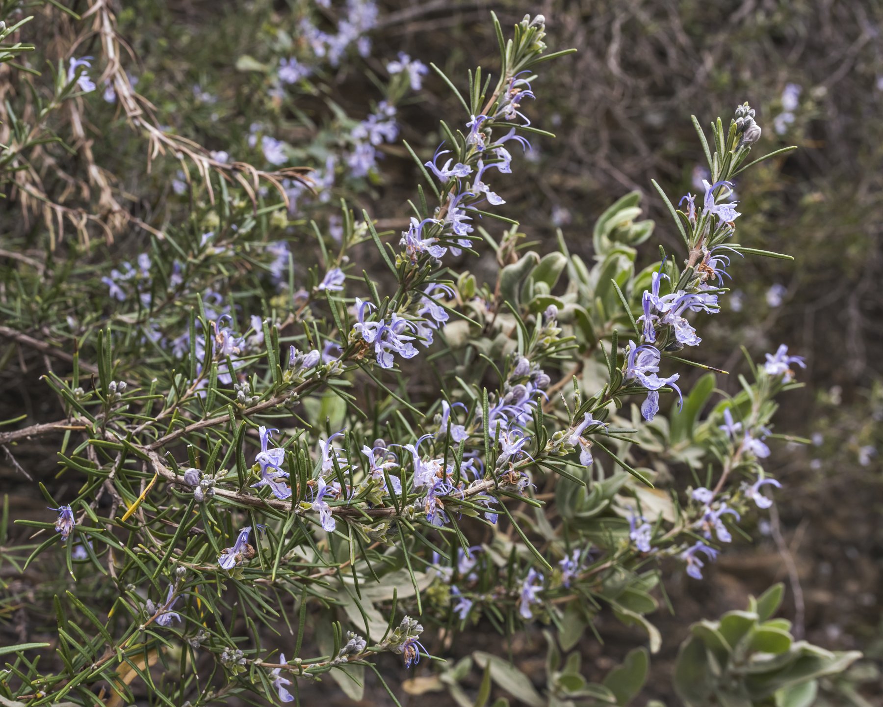 A rosemary bush growing against a stone wall, woody branches crowded with narrow needle-like leaves and small pale blue flowers