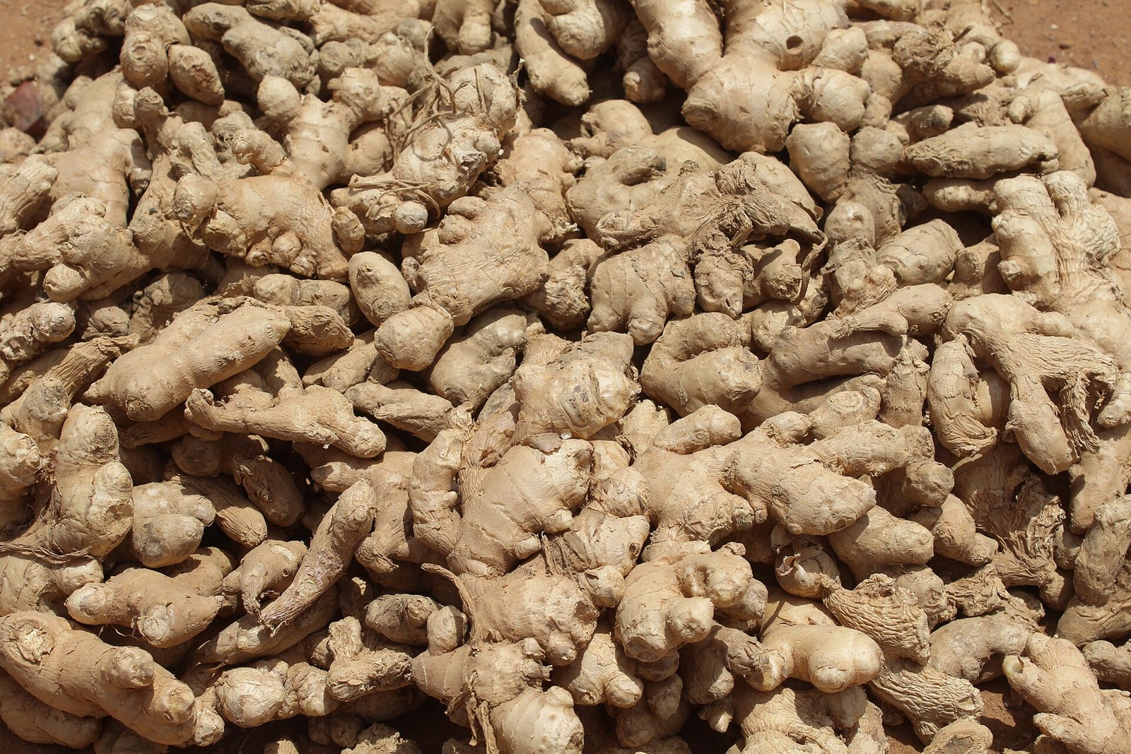 A large pile of whole fresh ginger rhizomes, knobbly tan hands of root heaped together at a market stall