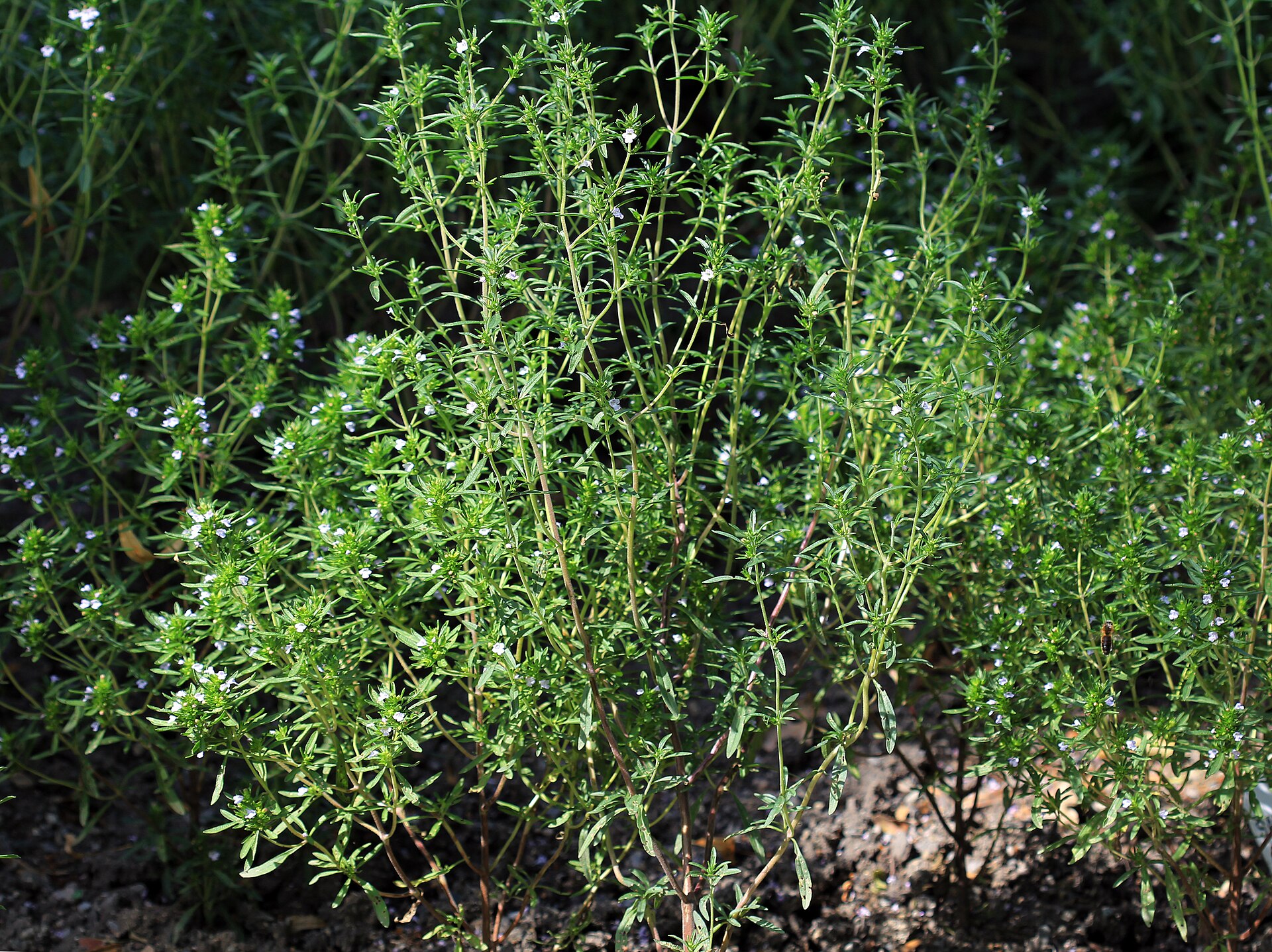 A living summer savory plant in the ground, its slim leaves crowded along upright green stems