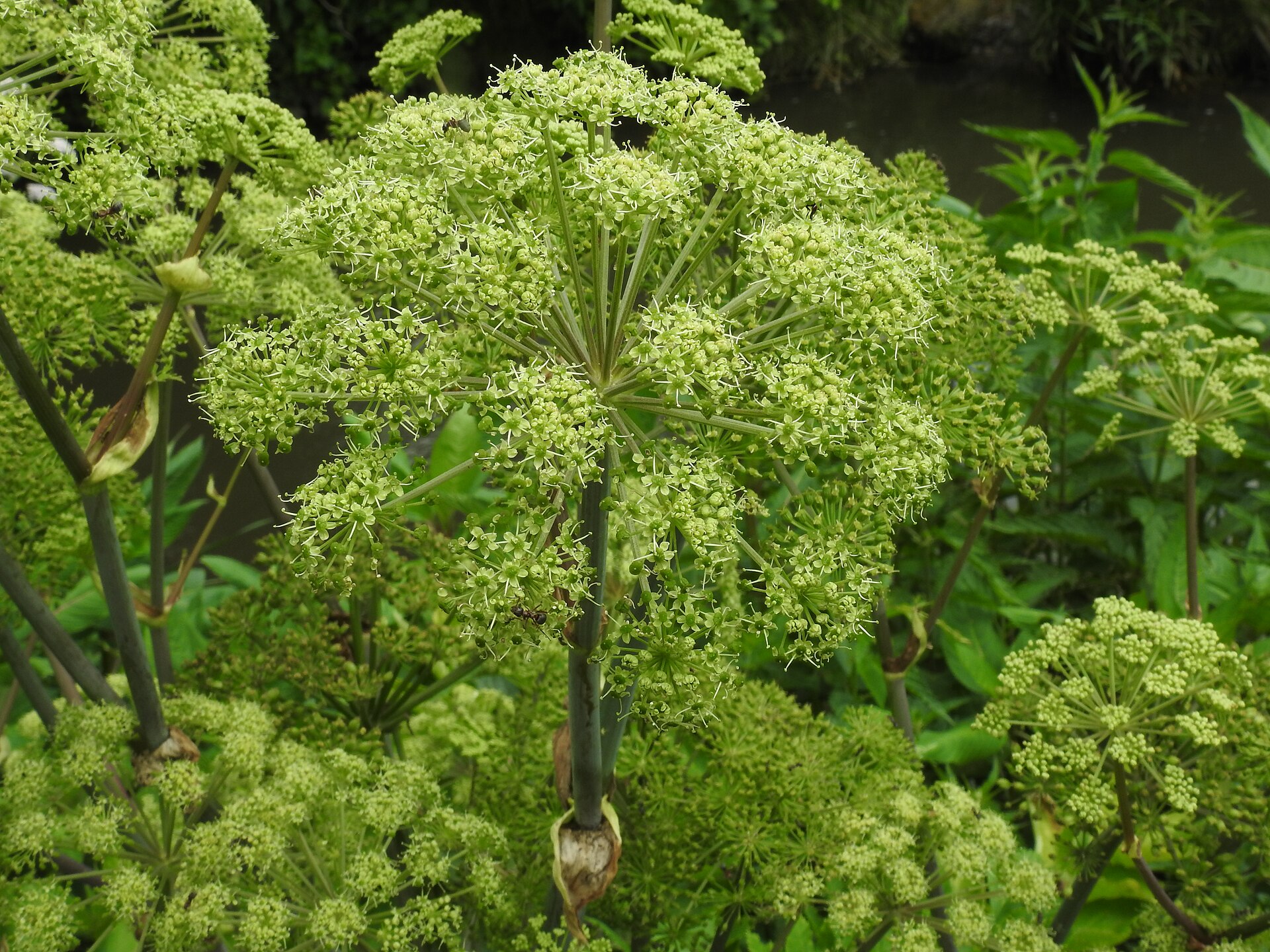 A tall angelica plant in flower, its thick hollow stem carrying a wide dome-shaped umbel of pale green flower heads above broad leaves