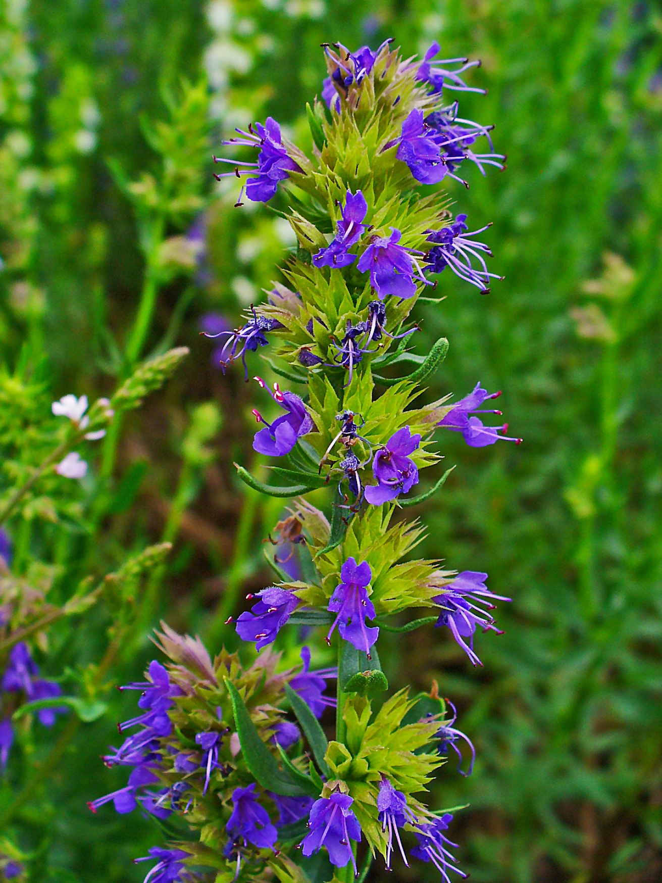 A flowering hyssop plant in a garden, narrow leaves along an upright stem topped with a spike of deep violet-blue flowers