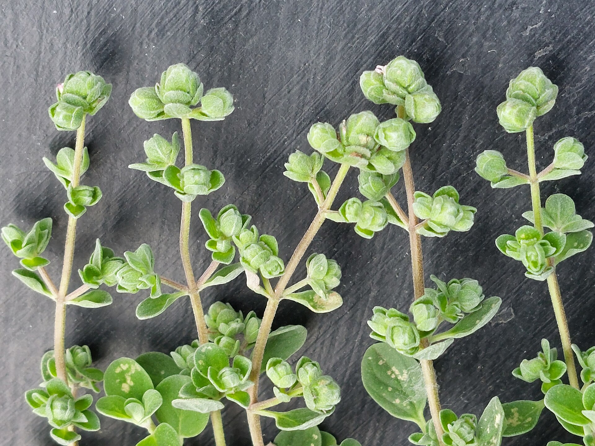 Freshly cut sweet marjoram stems laid side by side on a dark slate board, each tipped with pale green knot-like flower buds
