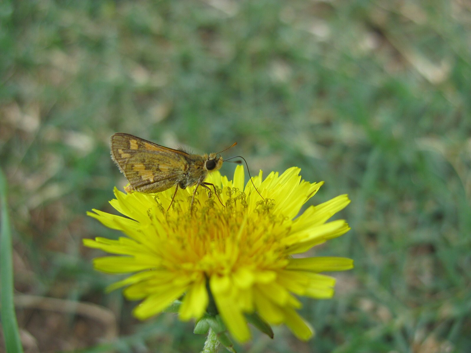 A bright yellow dandelion flower head open in grass, made of many narrow strap-shaped petals