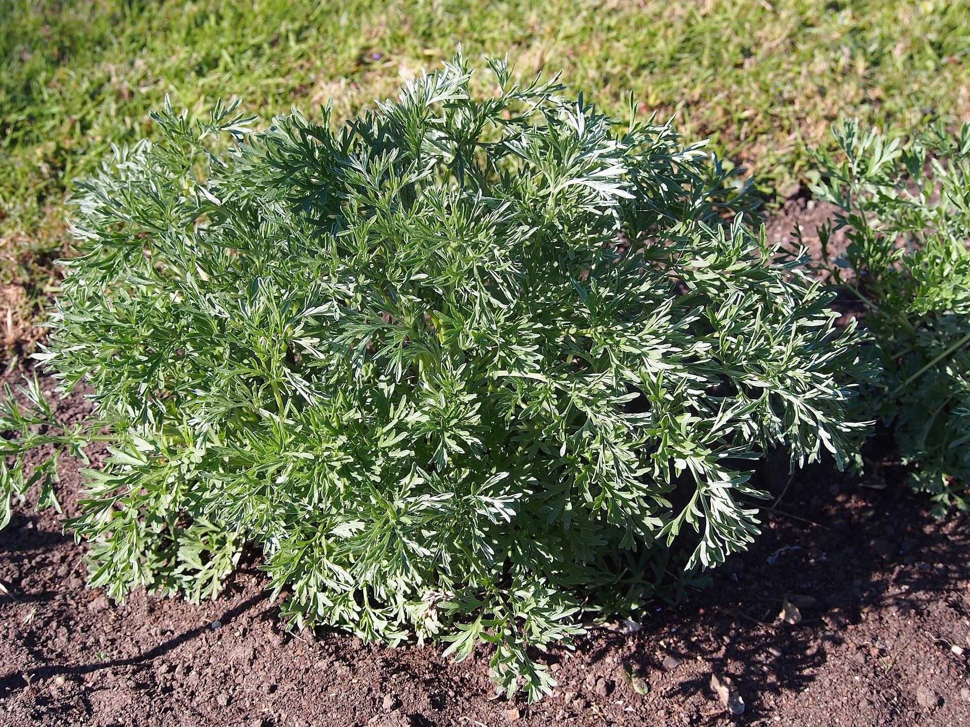 A low bushy tarragon plant growing in a garden bed, its narrow grey-green leaves crowded along upright stems
