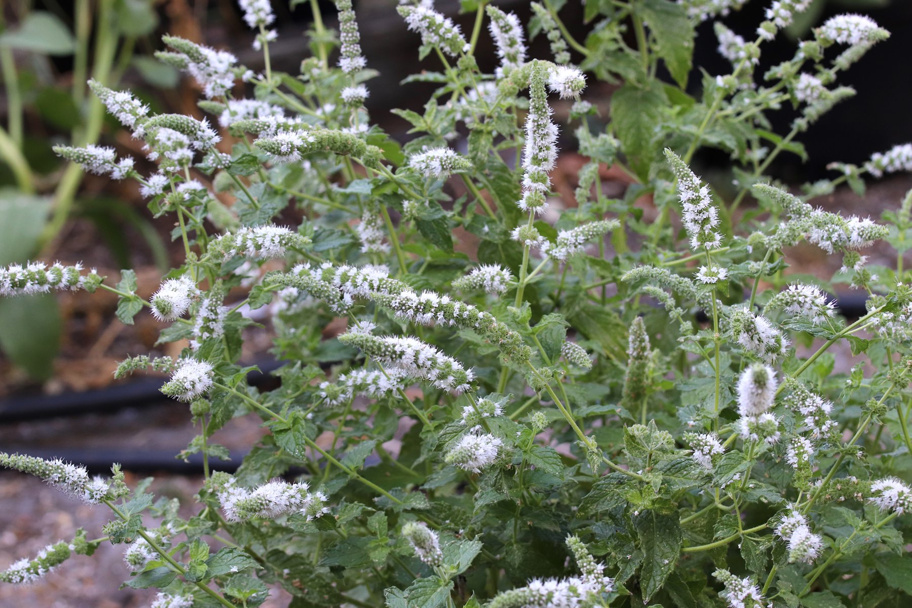 A flowering peppermint plant in a garden bed, toothed dark green leaves in pairs along square stems topped with pale flower spikes
