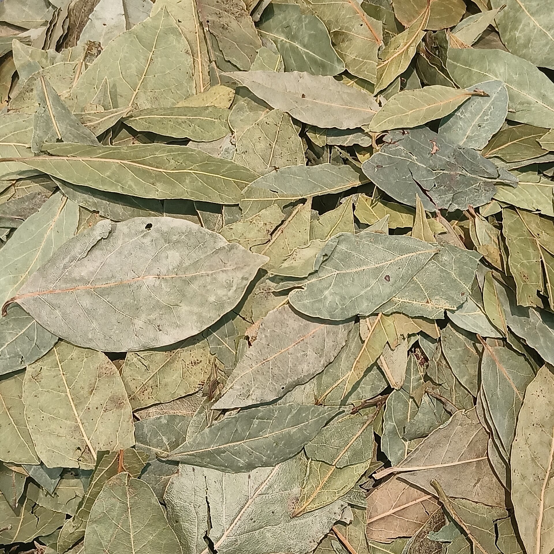 A spread of whole dried bay leaves lying together, each a stiff oval leaf with a pale central vein and wavy edge