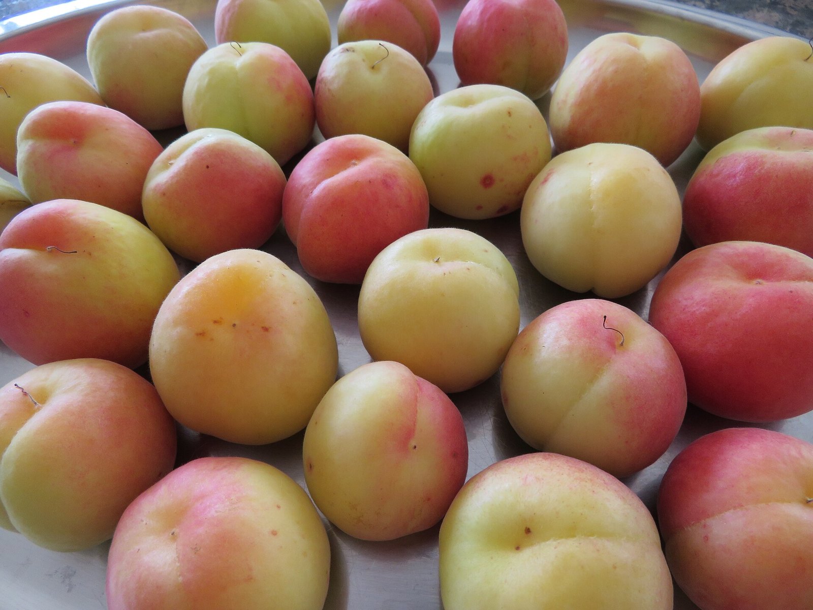 Ripe apricots packed together in a shallow metal dish, round golden fruits blushed rose on one cheek with a soft seam down the middle