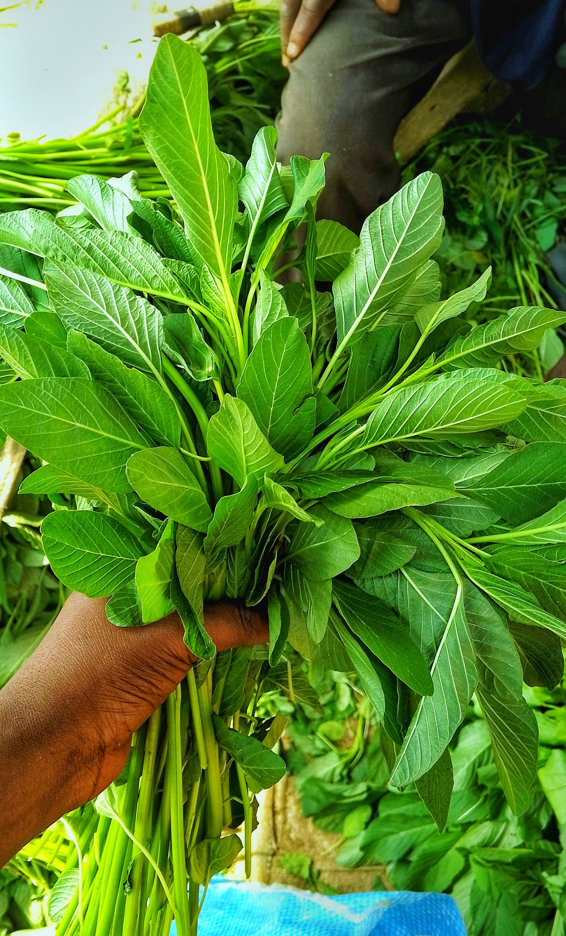 A hand holding a freshly cut bunch of dark green spinach leaves with pale stems
