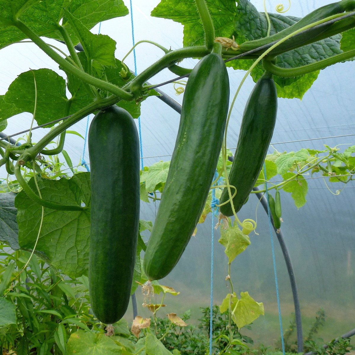 Three whole dark green cucumbers hanging from the vine among broad leaves in a polytunnel