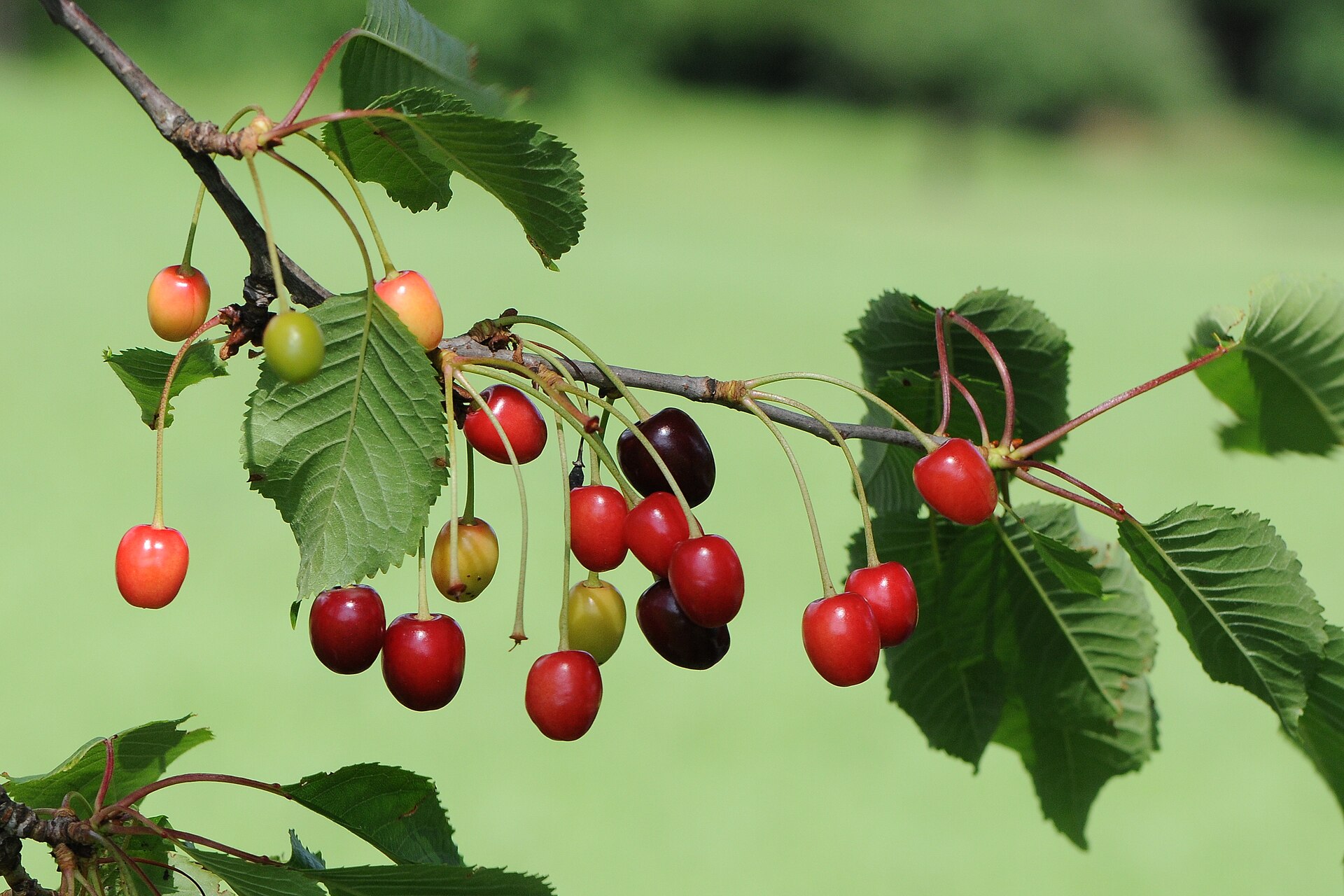 Ripe sour cherries hanging in clusters on a leafy branch, some deep red and some still yellow-pink