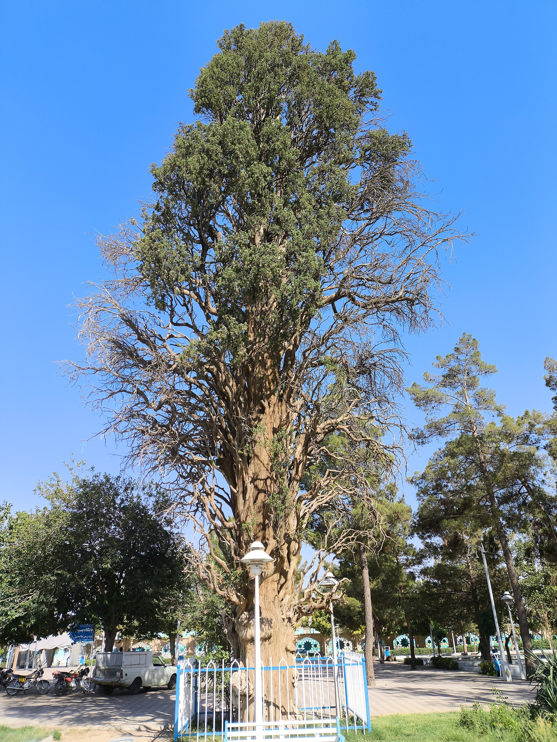 An ancient Persian cypress tree standing whole in a walled garden in Iran, its thick fluted trunk rising into a dense green crown behind a low blue railing