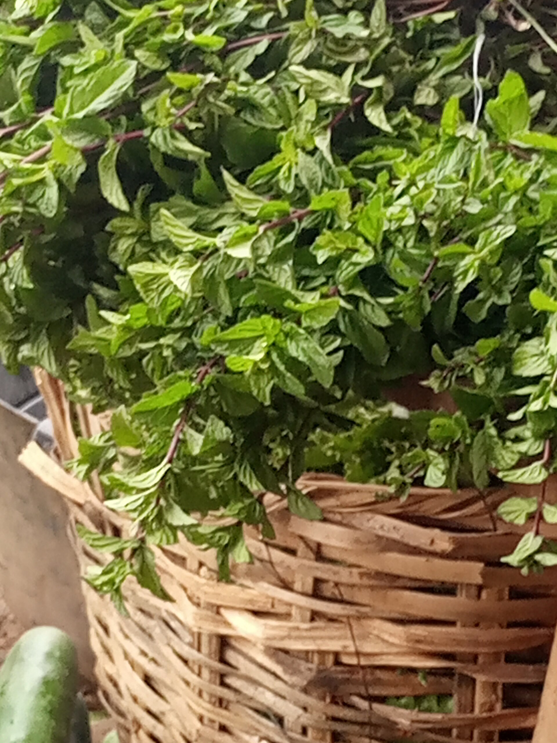 A woven basket heaped with freshly cut mint, whole stems and bright green leaves piled over the rim