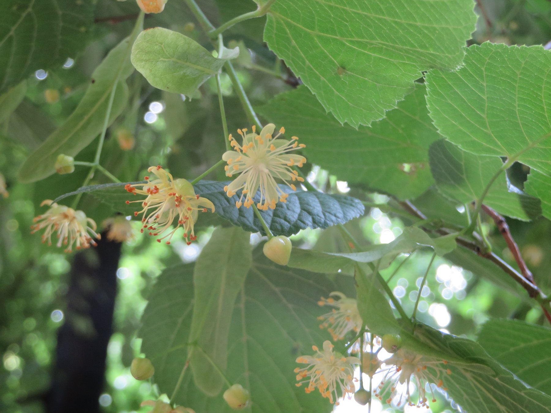 A linden branch on the tree, clusters of small cream flowers hanging beneath pale strap-shaped bracts among broad heart-shaped leaves