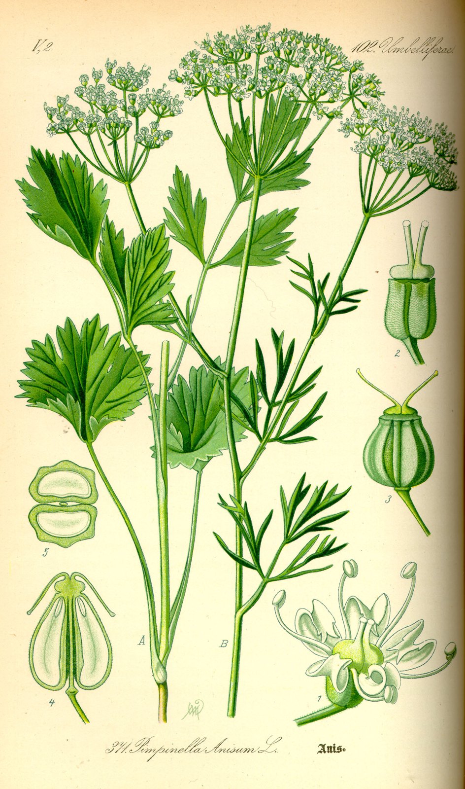 A botanical plate of the anise plant showing the whole flowering plant with lacy umbels of white flowers, its leaves, and enlarged studies of the ribbed seeds