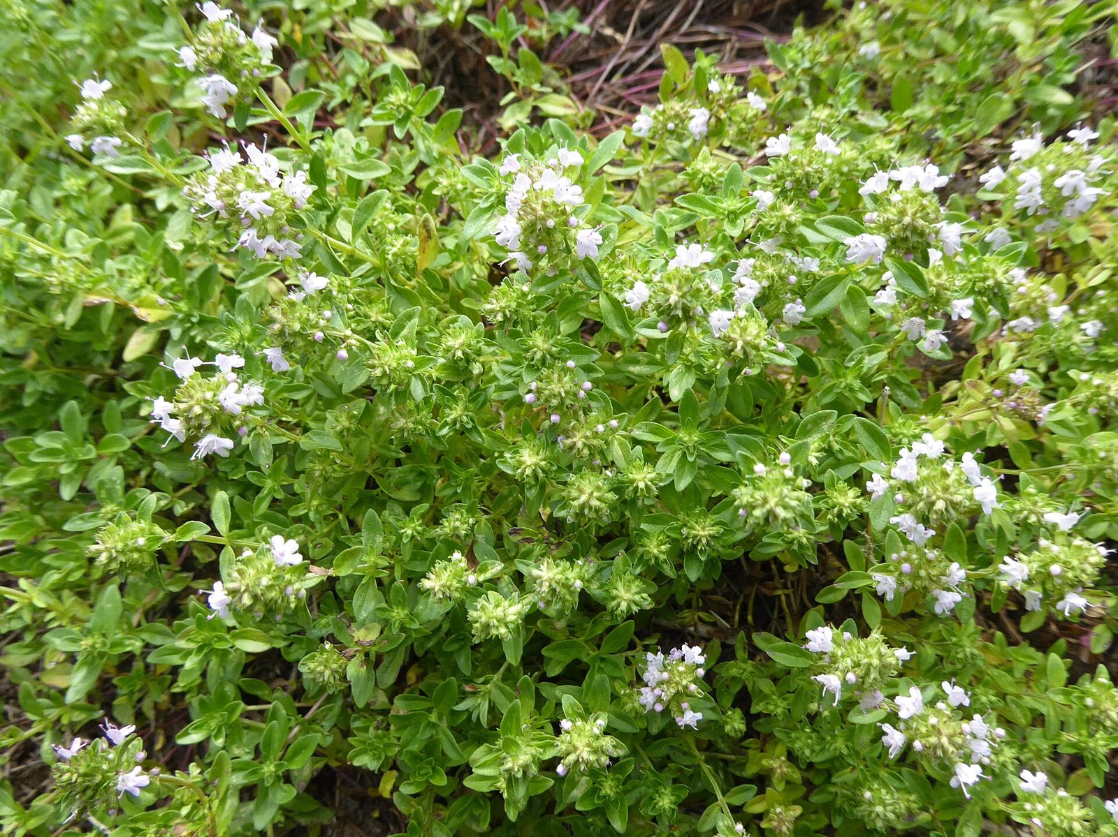 A low spreading thyme plant in flower, tiny oval leaves on woody stems covered with pale pink and white blossoms