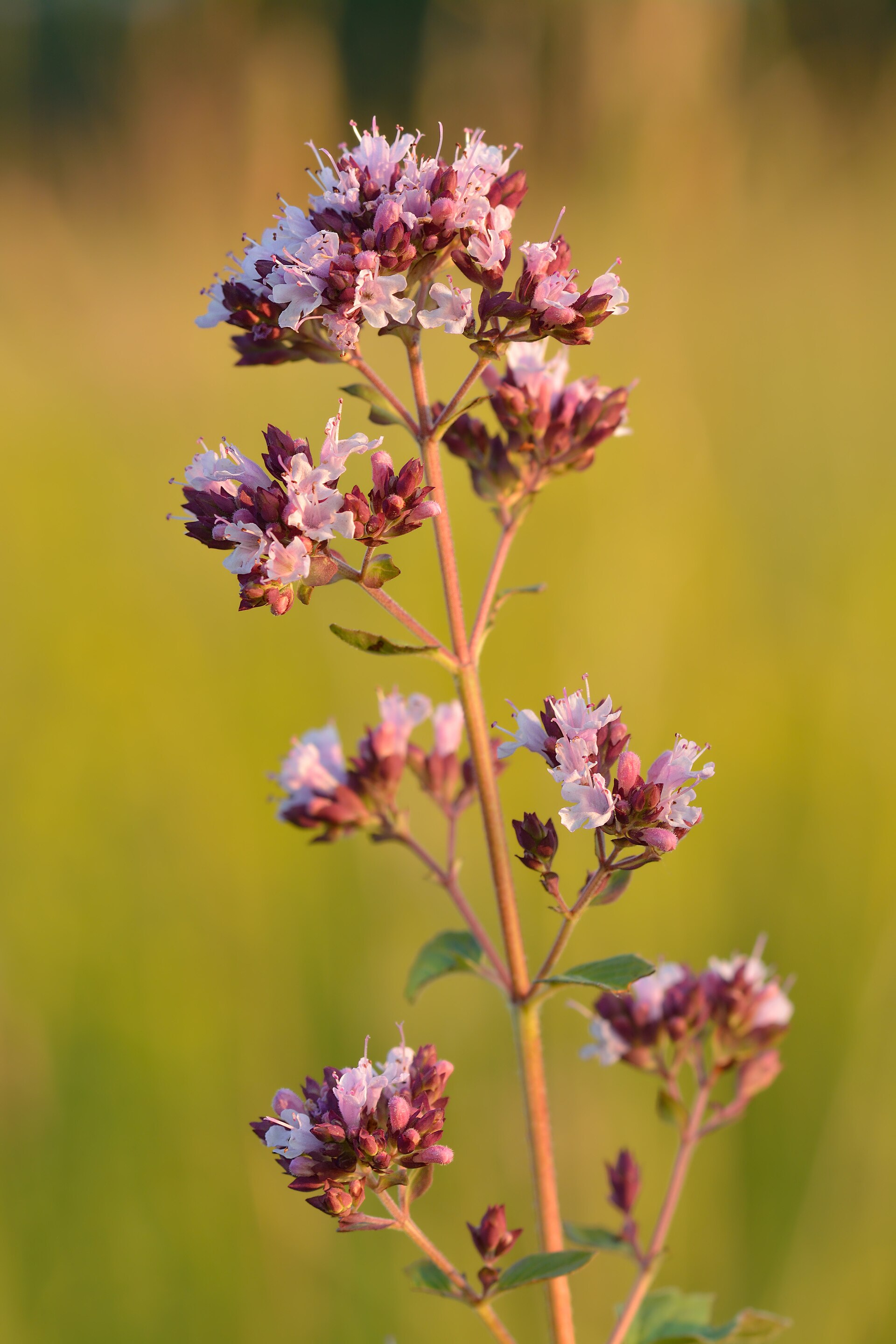 An oregano plant flowering in a meadow, one upright stem carrying small oval leaves and clustered heads of pale pink blossom