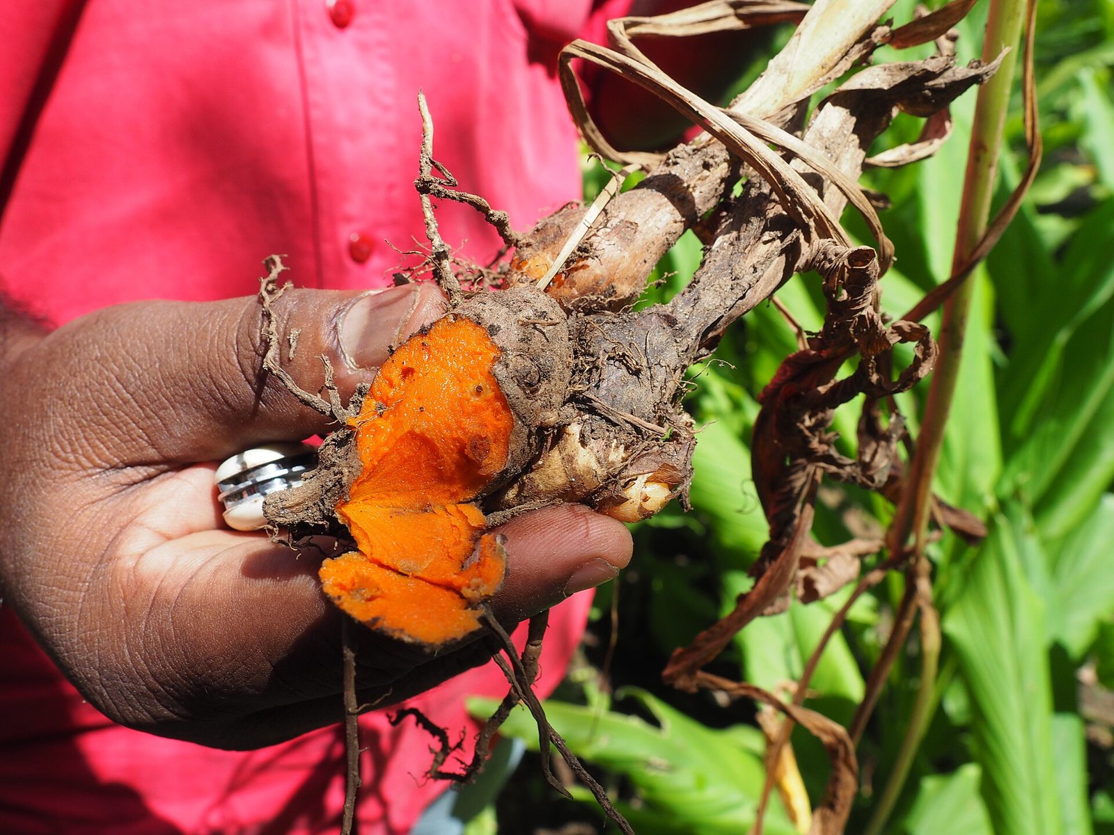 A hand holding a freshly dug turmeric rhizome broken open to show the bright orange flesh inside its brown skin