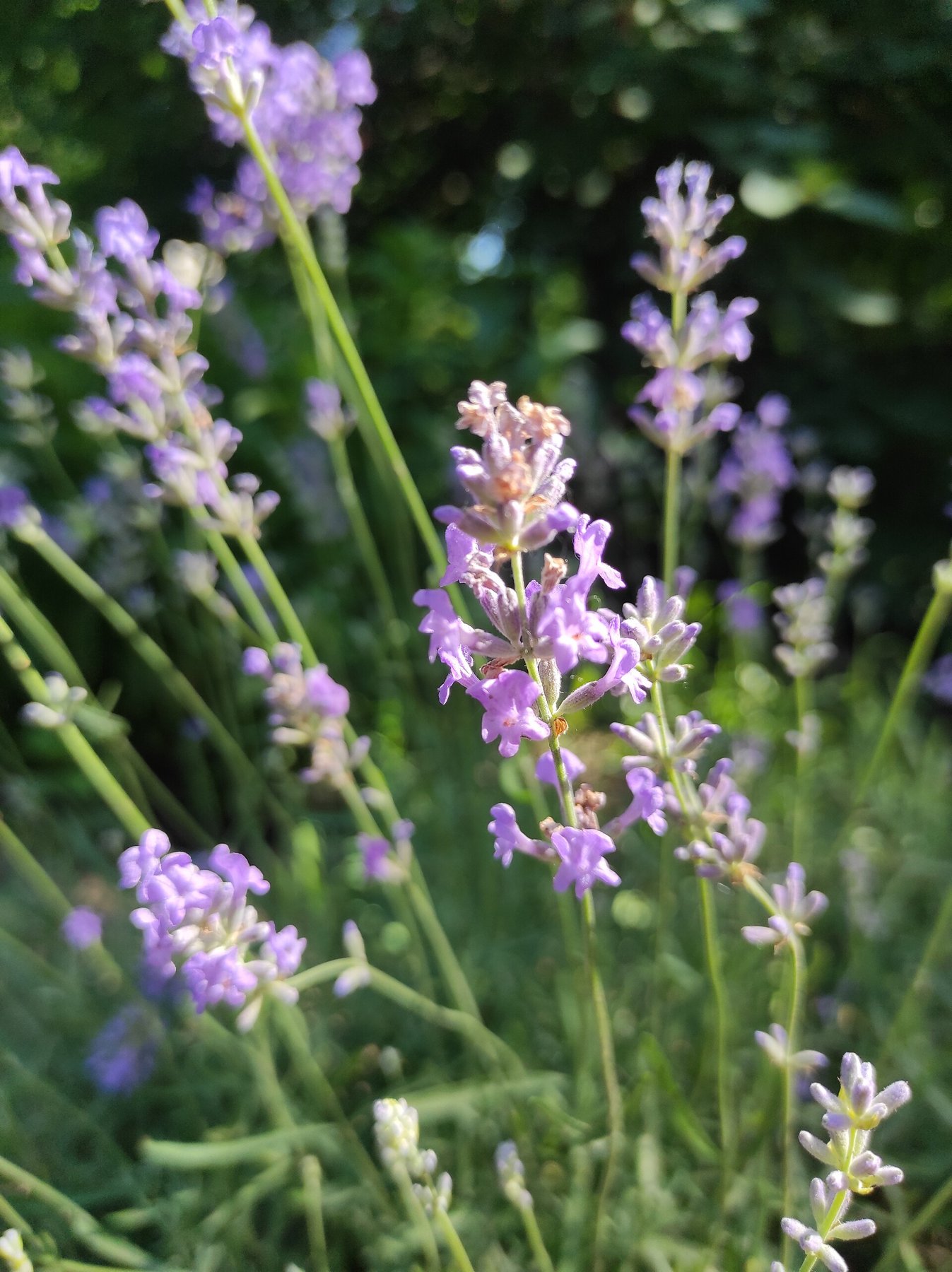 Lavender plants in flower, slim grey-green stems each carrying a spike of small purple blossoms