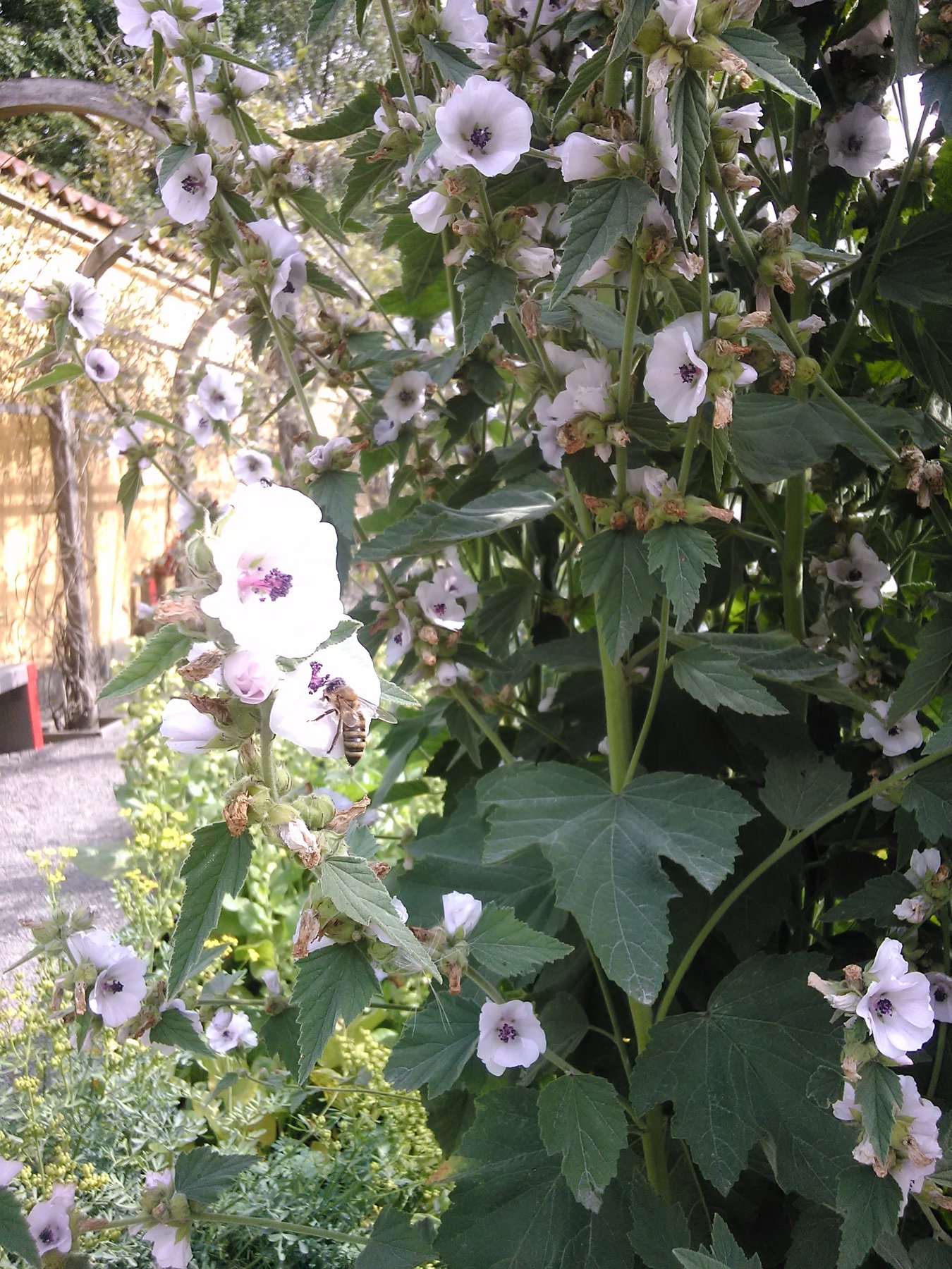 A tall marshmallow plant in a garden, pale pink five-petalled flowers open along the stem above broad soft velvety leaves