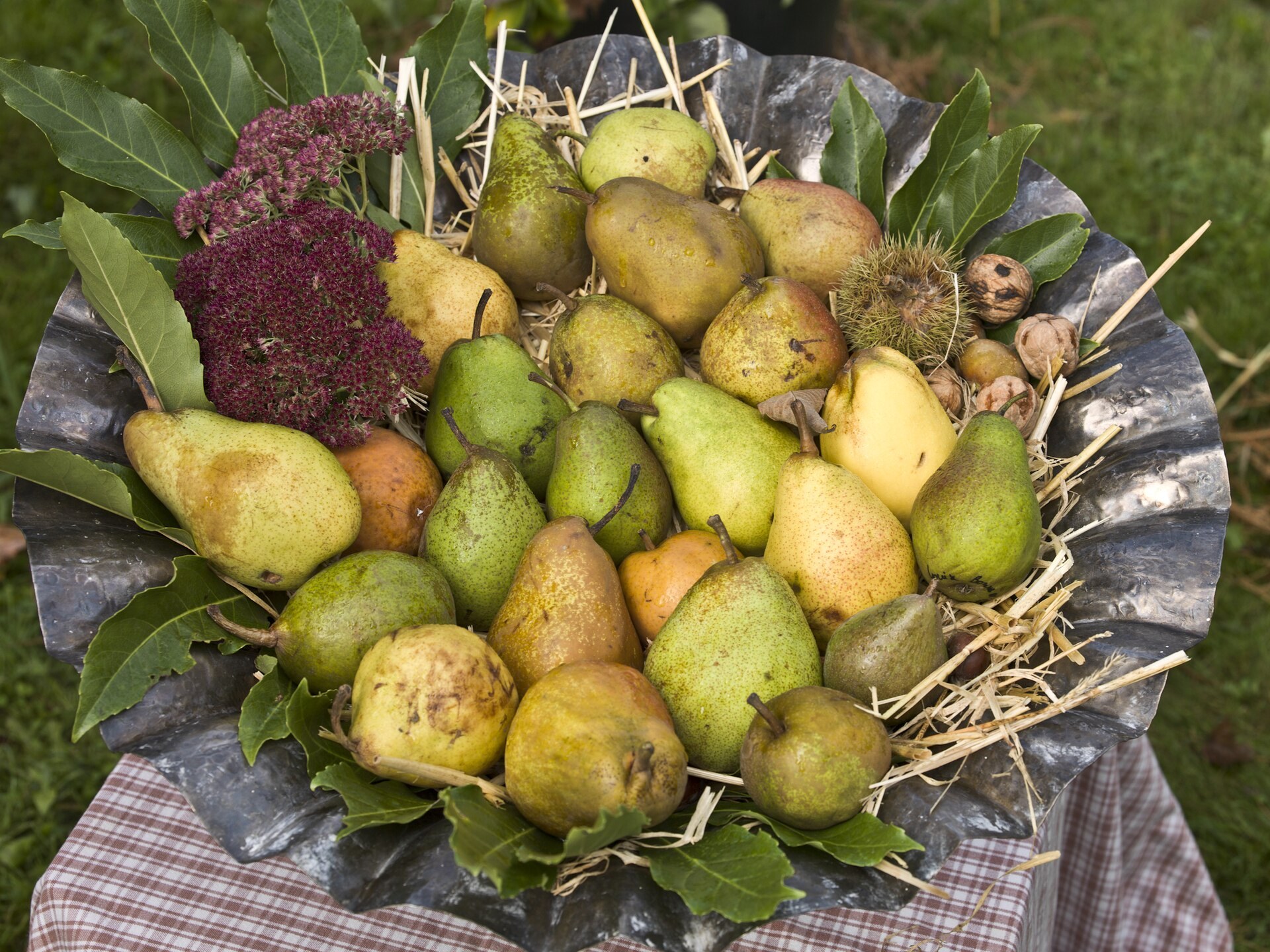 A wide basket heaped with whole green and yellow pears on straw