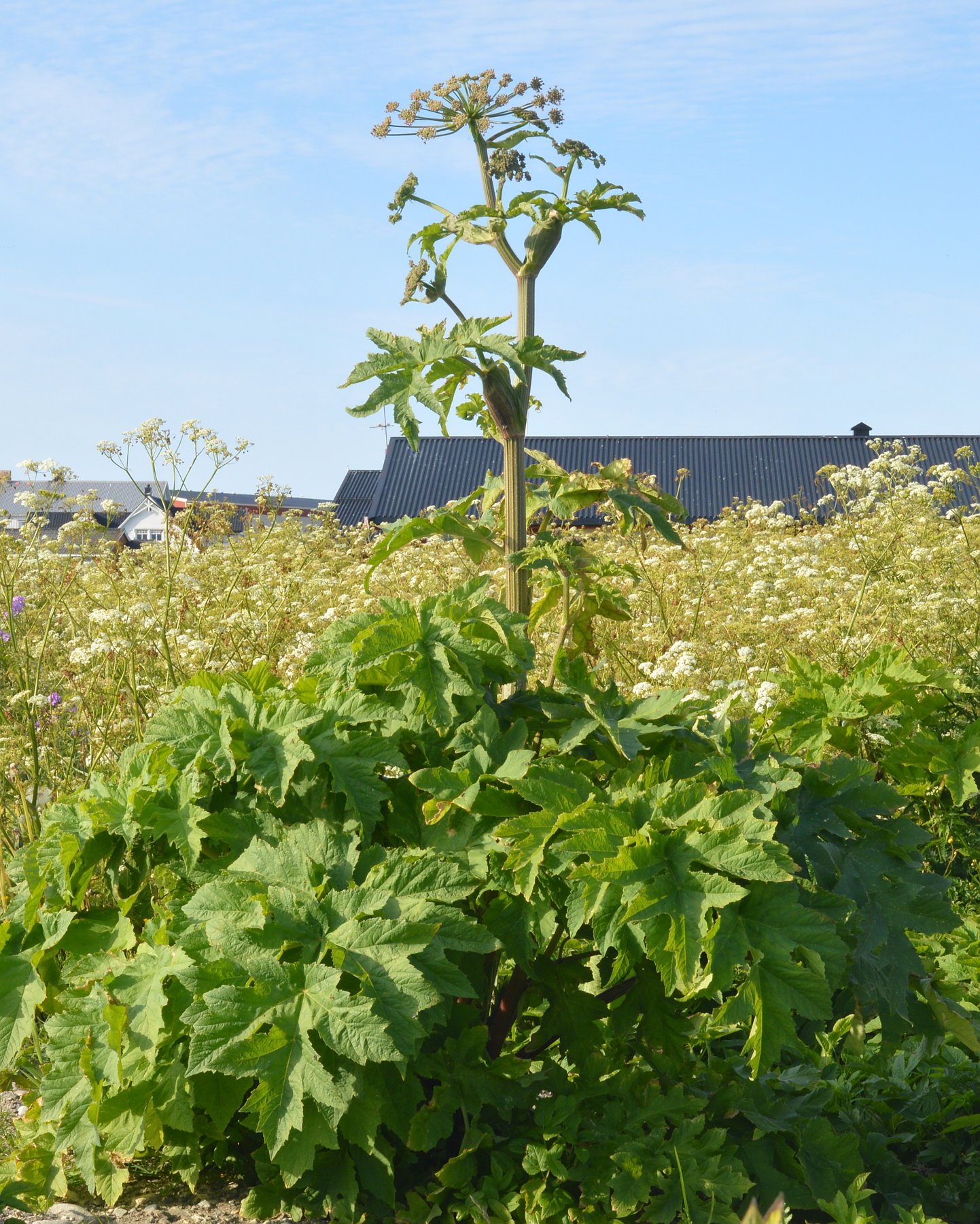 A whole Persian hogweed plant standing above a field, one tall stem carrying a wide flat umbel of cream flowers over large lobed leaves