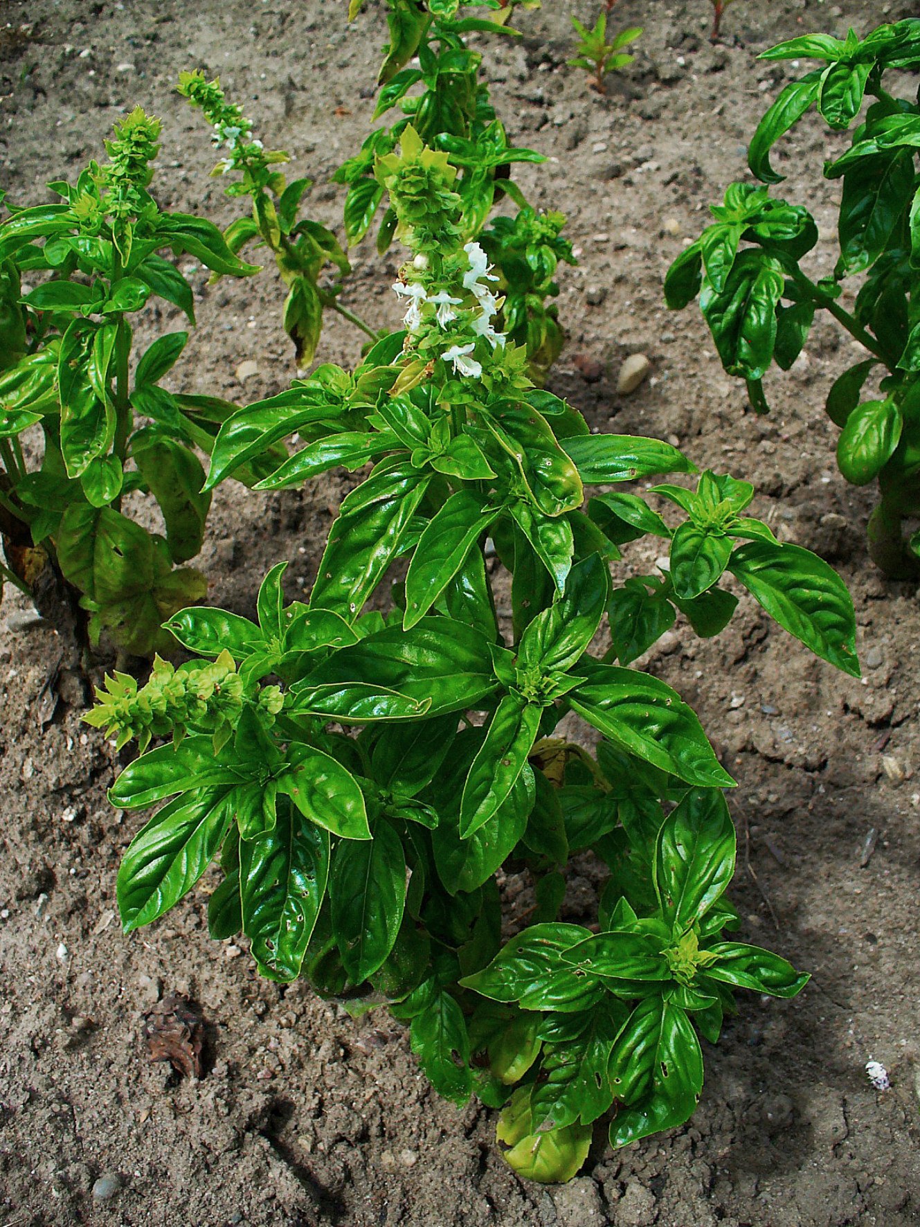 Basil plants growing in a garden bed, broad glossy green leaves in pairs along the stems with small white flower spikes