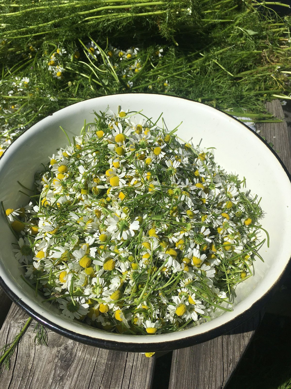A white enamel bowl heaped with freshly picked chamomile flowers, small white petals around raised yellow centres