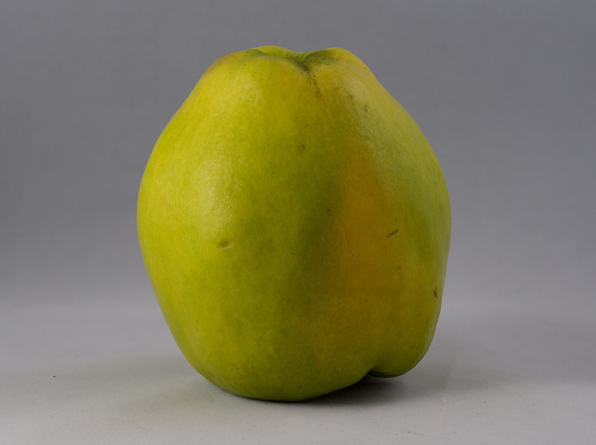 A single whole quince, pale yellow-green and pear-shaped, standing upright on a plain grey table