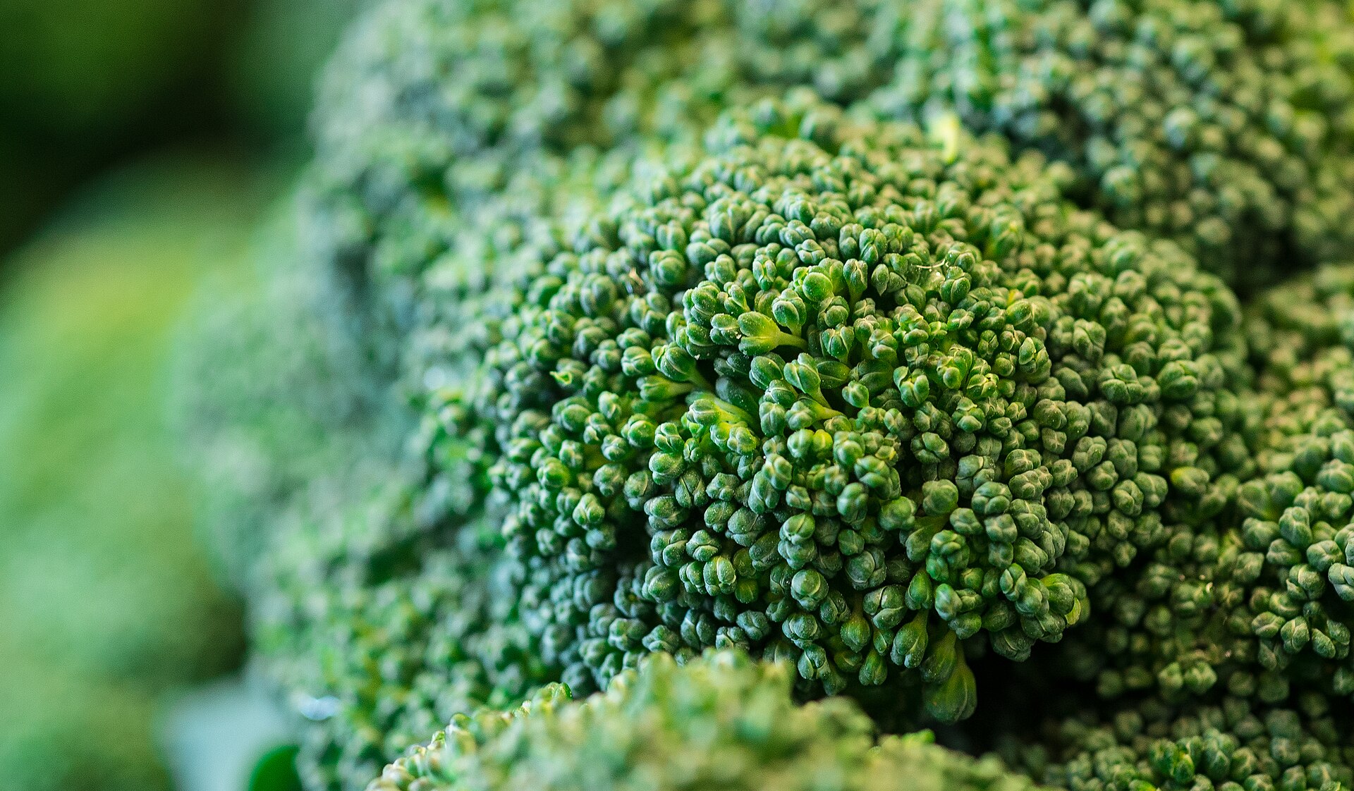 Broccoli — what it looks like