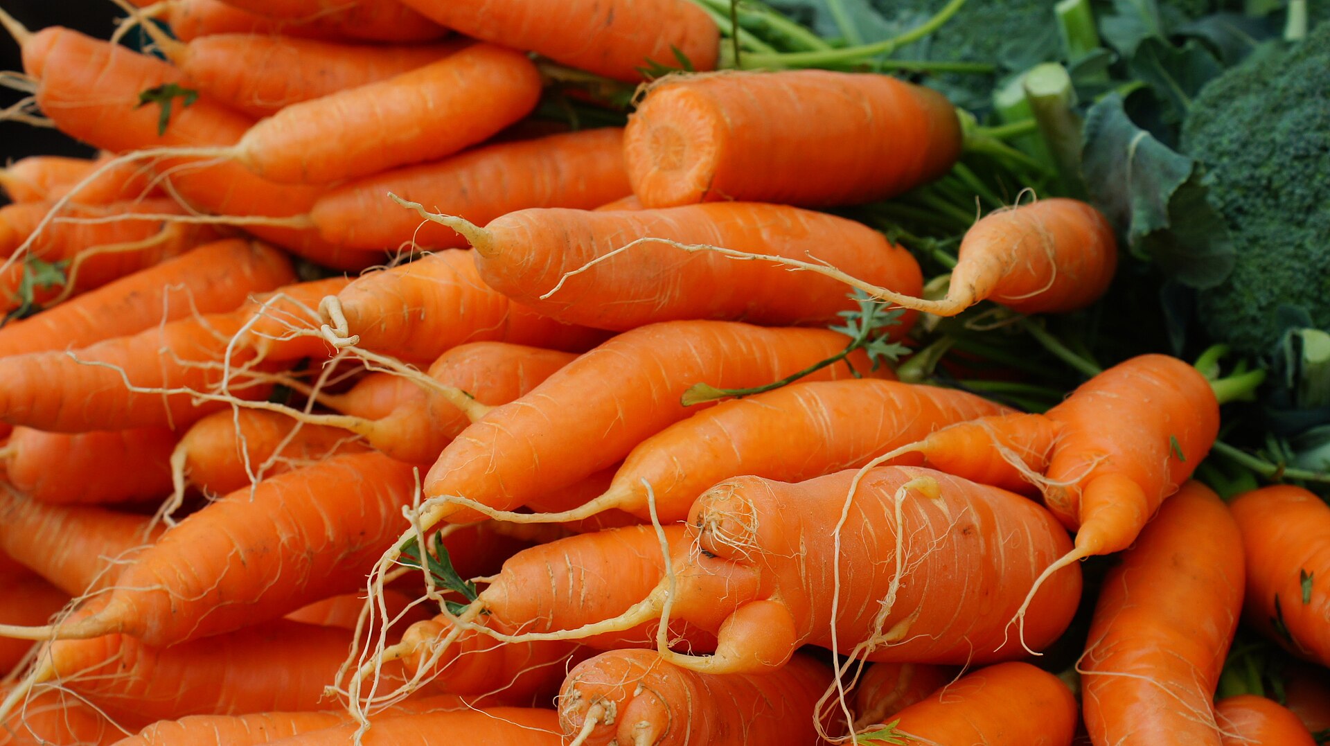 Carrot — what it looks like