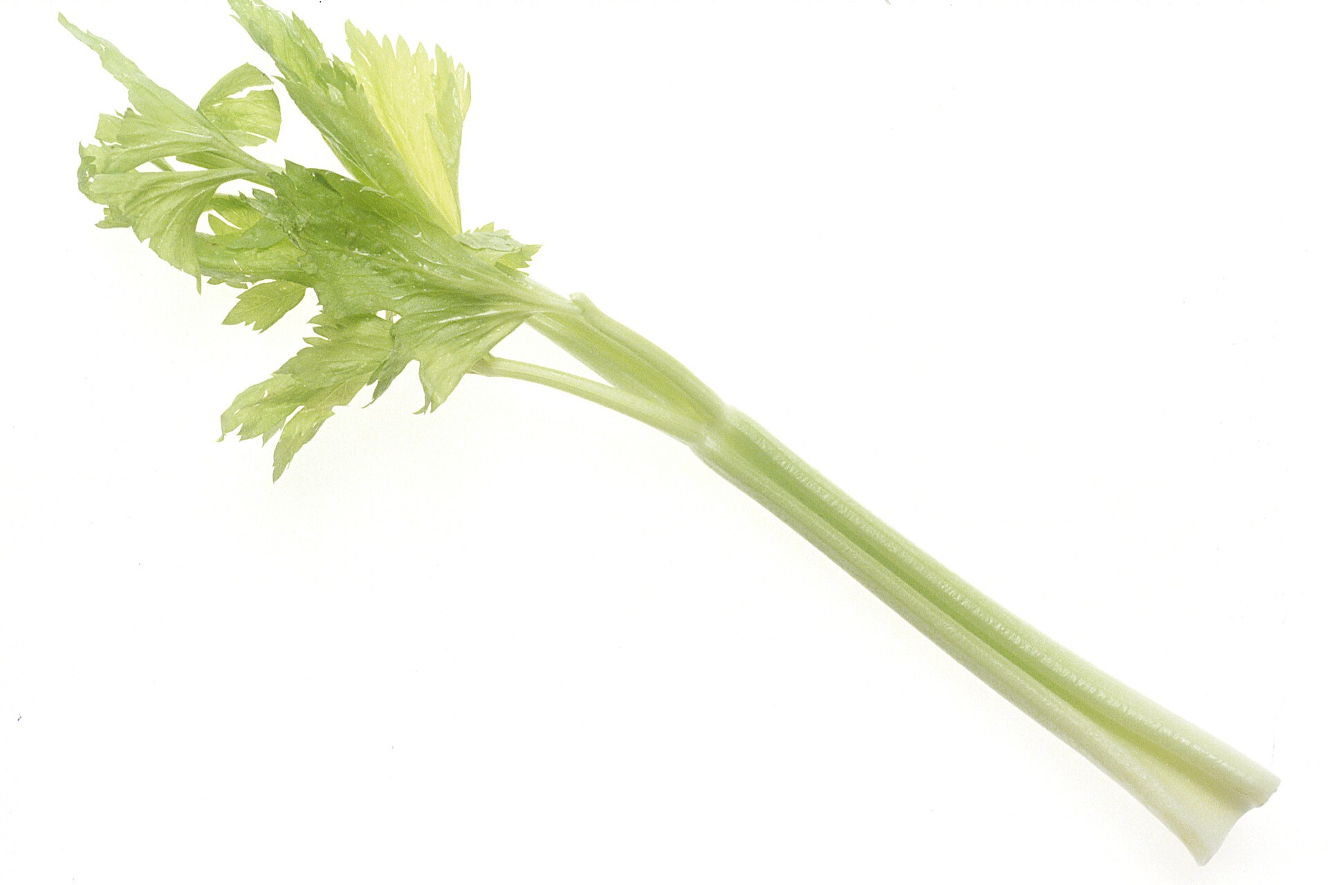 Celery