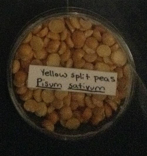 Split Peas