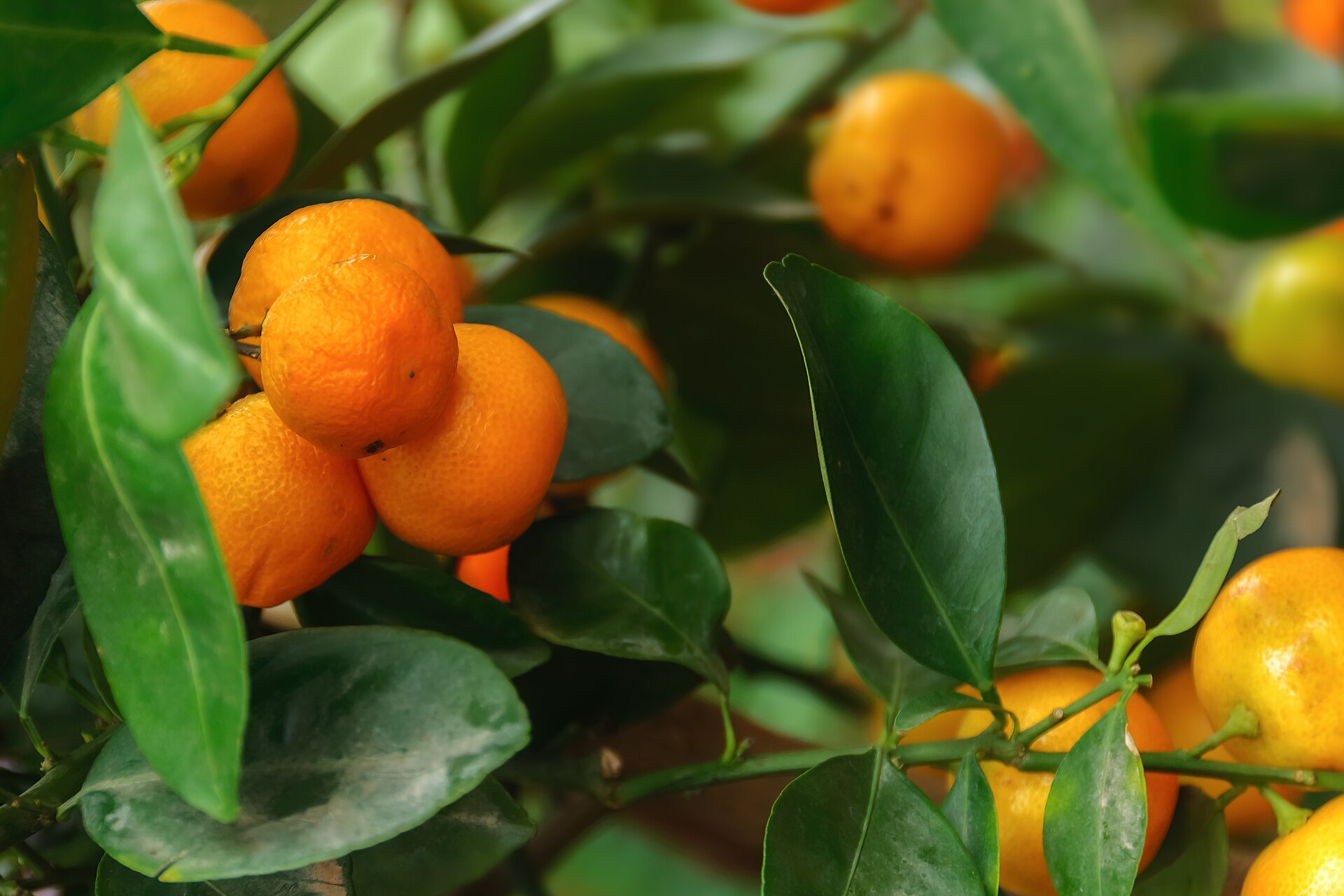 Mandarin